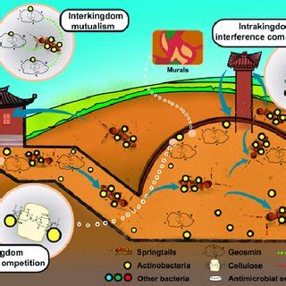 Multikingdom interactions govern the microbiome in …