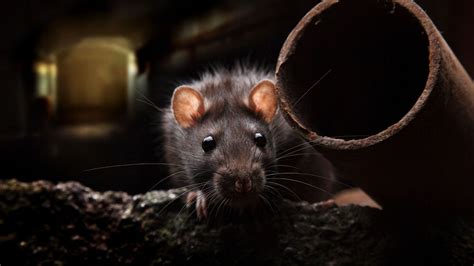 Multiple COVID variants found in New York rats: study