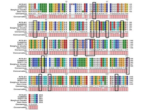 Multiple Sequence Alignment - an overview