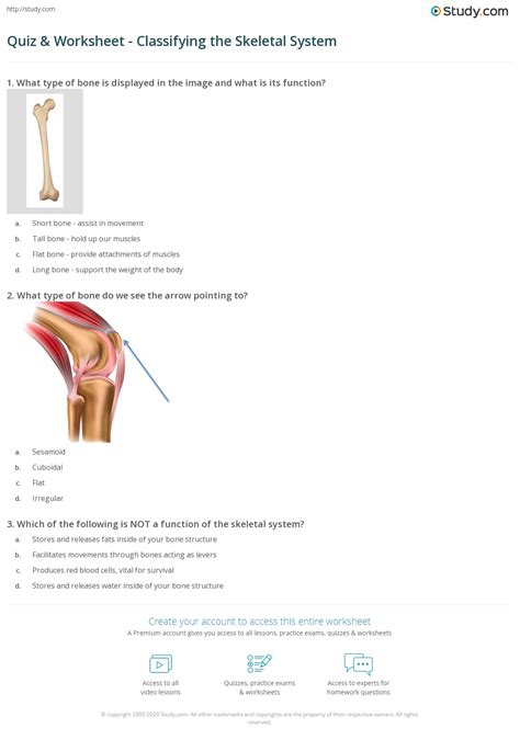 Multiple Skeletal System Quiz Answers Choice