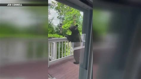 Multiple bear sightings reported in Cohasset, elsewhere on South Shore
