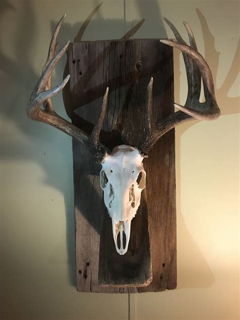 Our hog skull euro mount is the perfect head to hang over your fireplace or entrance. This skull results from a simple process that turns a hog's head into a stunning wall trophy. First, boil the head to loosen its meat. Next, remove the lower jaw and scrape off all hair and tissue.. 