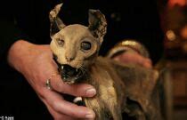 Mummified Cat and Mouse Mummipedia Wiki Fandom