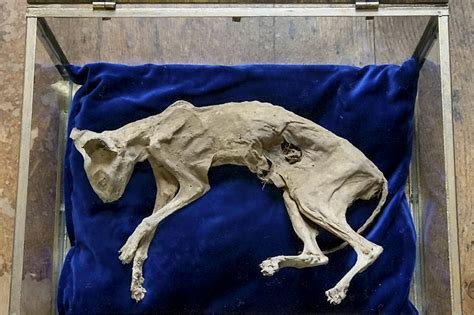 Mummified walled up cats for sale on ebay. Is this ethical?