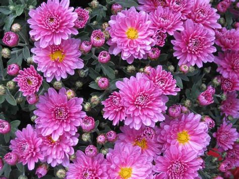 Mums bloom in spring
