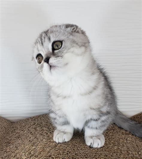 "Munchkin" Babies Comes With Everything california, los angeles. I am selling a long-legged munchkin cat. She is a little over 4 months old and a swe.. #231852. 