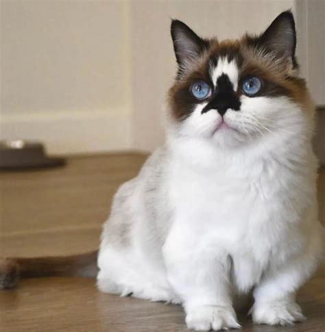 What’s the Average Cost of a Munchkin Cat? Some breeders and other sellers will have adult Munchkins for sale. You can typically expect to pay a little less than you would for a kitten. Again, depending on the age, health condition, and history of the cat, you can expect to pay anywhere between $500-$1,800.. 