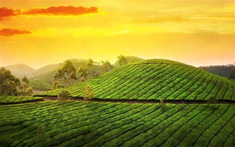 Munnar Photos, Download The BEST Free Munnar Stock Photos & HD …