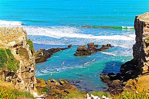 Muriwai Gannet Colony (Muriwai Beach) - All You Need to …