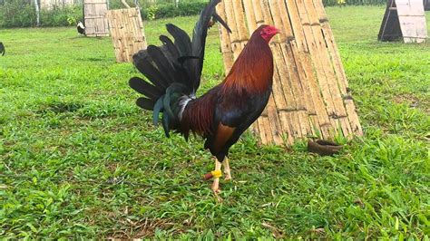 Murphy gamefowl. Things To Know About Murphy gamefowl. 