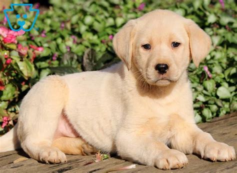 Murphy is a Labrador Retriever puppy for sale in Richland Center, WI