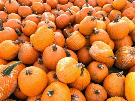 Find your fall favorite pumpkin and pumpkin patch near you in Murrieta this year. (Photo: Peltzer Farms, Temecula) MURRIETA, CA — Signs of fall are everywhere, …. 