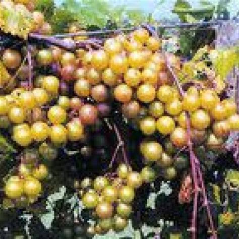 Muscadine “Higgins” Grape Vine Plant Muscadinia Vitus …