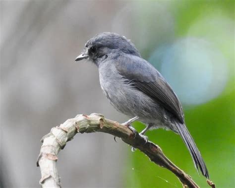 Muscicapa epulata; Little-grey flycatcher; Pygméflugsnappare