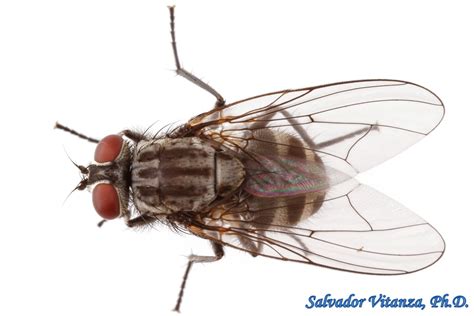 Muscidae Wikipedia