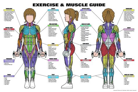 Muscle And Exercise Chart