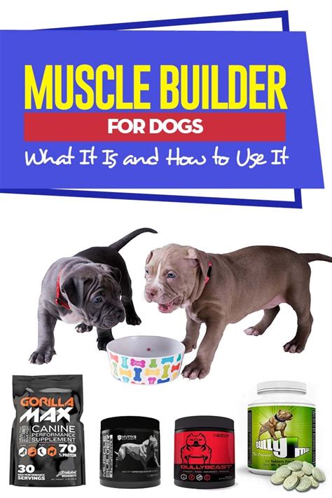 Muscle Builder for Dogs What It Is, How to Use It and Best Brands to Buy