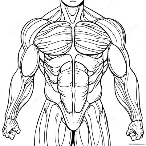 Muscle Coloring Shee