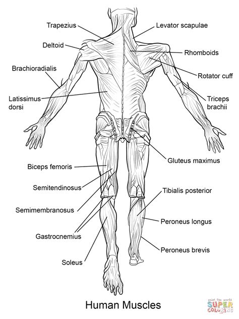 Muscle Coloring Sheets