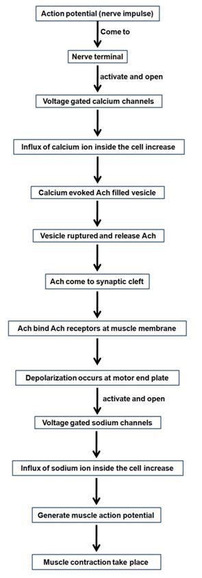Muscle Contraction Flow Chart