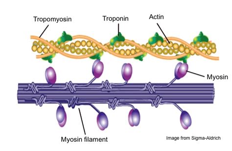 Muscle Contraction and a Really Cool Protein Called …