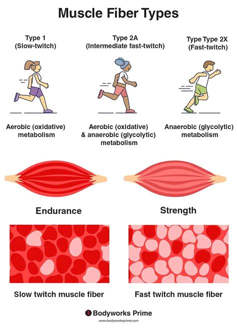 Muscle Fiber Types Chart
