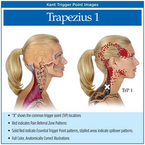 Muscle spasm in temple. Twitching of the temples, face skin weakness, and paralysis of the face are symptoms of a disorder involving the facial nerve. This facial nerve goes along our whole face and if these nerve fibers become somehow irritated, then movements of the facial muscles appear as spasms or twitching, dryness of the eye or the mouth, or in disturbance of ... 