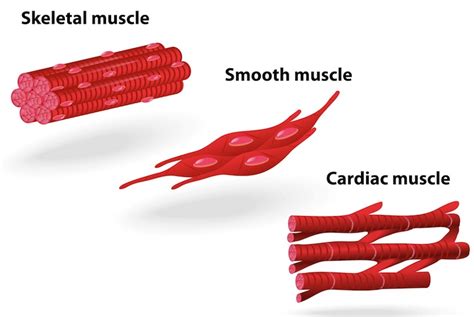 Muscle structure – muscle under the microscope — Science …