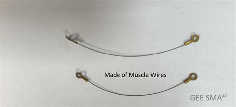 Muscle wire mechanisms.  In conclusion, the shape memory effect in muscl...