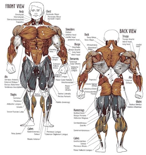 Muscle workout. Things To Know About Muscle workout. 