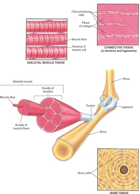 Muscles - Bone, Joint, and Muscle Disorders - MDS Manuals