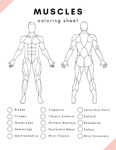 Muscles Coloring Shee