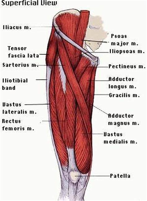 Muscles in thigh tight