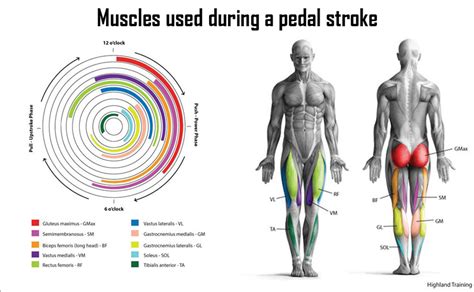 Muscles involved in cycling