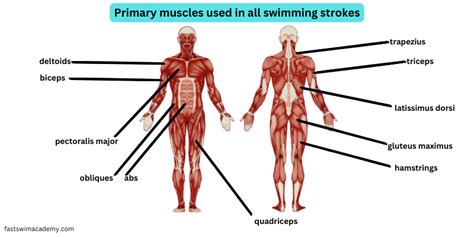 Muscles involved in swimming
