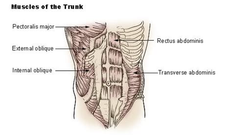 Muscles of the Trunk SEER Training.