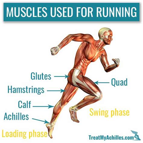 Muscles used in running