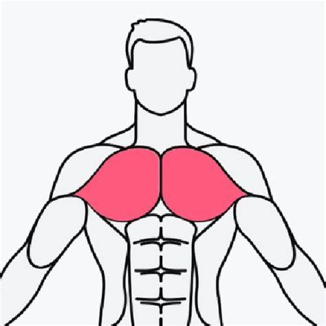 MuscleWiki is a fitness app with a comprehensive exercise library that includes videos and written instructions for over 2000 exercises. With a simple and intuitive bodymap that guides you to exercises for a particular muscle, you can simplify your workout with exercises suitable for beginners, intermediate and advanced fitness enthusiasts.. 