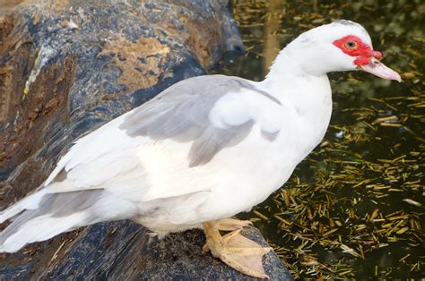 Muscovy ducks for sale. 8 Purebred Muscovy Ducks for sale 2 American Pekin Ducks for sale I have 10 ducks for sale, $20 each Need to go asap Ducklings not for sale. $20.00. Muscovy ducks for sale. Dunvegan. Muscovy ducks; $20.00 each, hatched June 9th, Sept 8th and Sept 20, 2023. A new batch of ducklings just hatched on March 6, 2024, but they were just sold, sorry. 