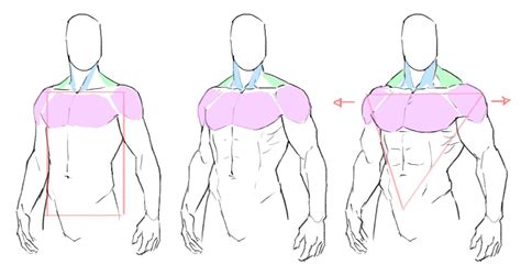 Muscular Male Body Drawing Reference You can use the rectangle made for