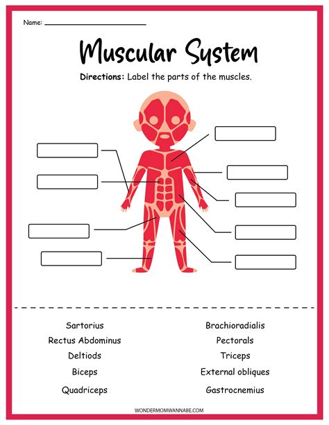 Muscular System Activity Set Muscular system activities, Muscular