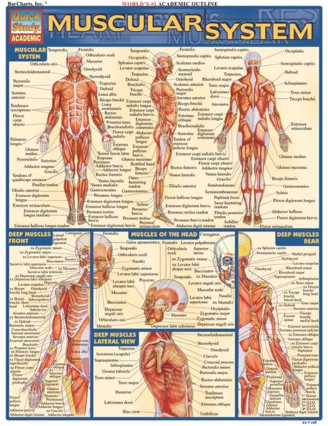 Muscular System Quickstudy
