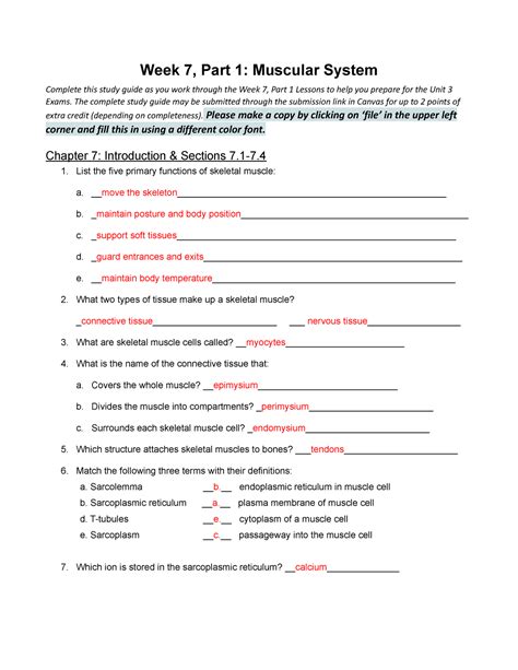 Muscular System Review Packet Answer Key