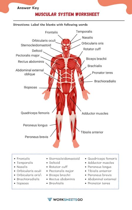 Muscular System Worksheets WorksheetsGO
