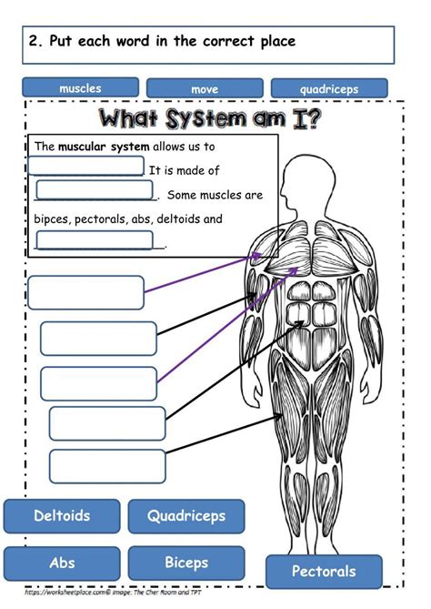 Muscular System Worksheets for Elementary Students Worksheets Library