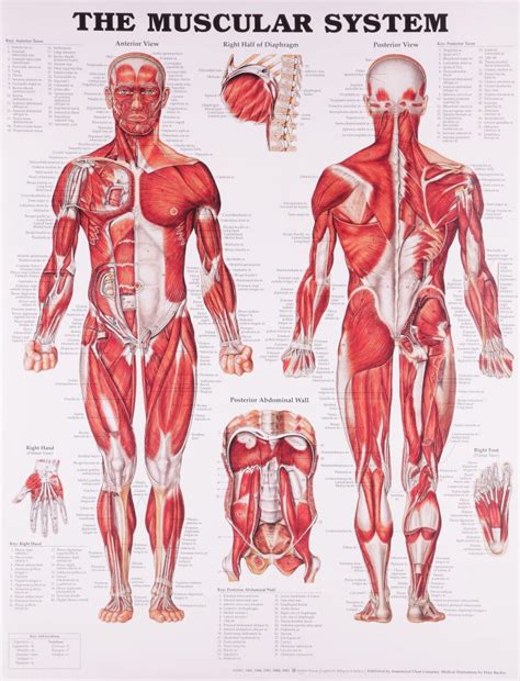 Muscular The Anatomical System Chart