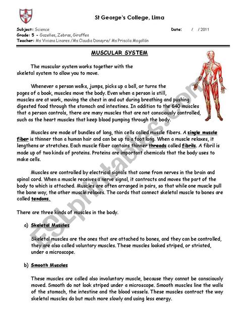 Muscular system ESL worksheet by Prisci