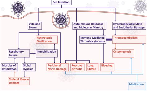 Musculoskeletal Manifestations of COVID-19: Currently Described ...