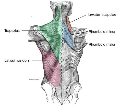 Musculoskeletal System SimpleMed Learning Medicine, Simplified