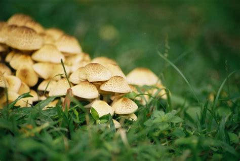 Mushies. BBC News. Boris Johnson has said he will examine the latest advice on the legalisation of psilocybin - a psychedelic drug found in magic mushrooms. Tory MP Crispin Blunt urged the PM to review the ... 